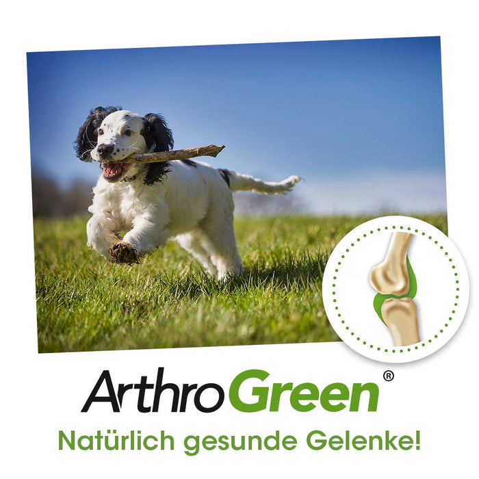 cdVet ArthroGreen Plus 150 g – naturalny i skuteczny suplement diety wspierający stawy dla psa i kota dzięki witaminom i minerałom