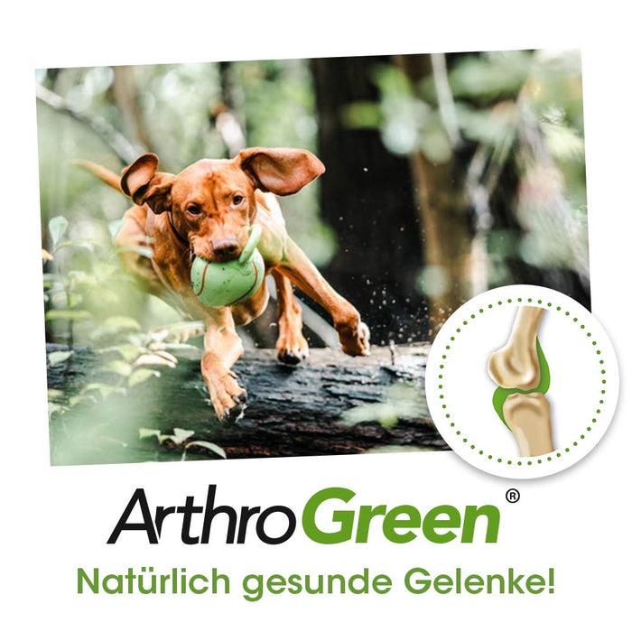 cdVet Naturprodukte ArthroGreen Running -Fit 500 ml - suplement diety do wspomagania stawów dla konia, psa i kota z ziołami
