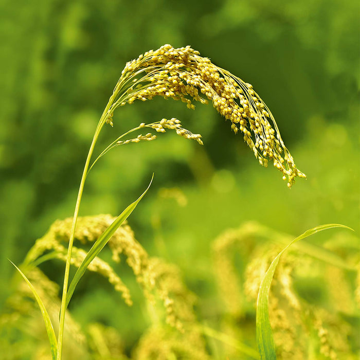 WELEDA Hirse szampon pielęgnacyjny, naturalny kosmetyk bio żel pod prysznic do delikatnego czyszczenia włosów i skóry głowy, pielęgnujący żel pod prysznic zapewnia naturalny połysk i sprężystość włosów (1 x 190 ml)