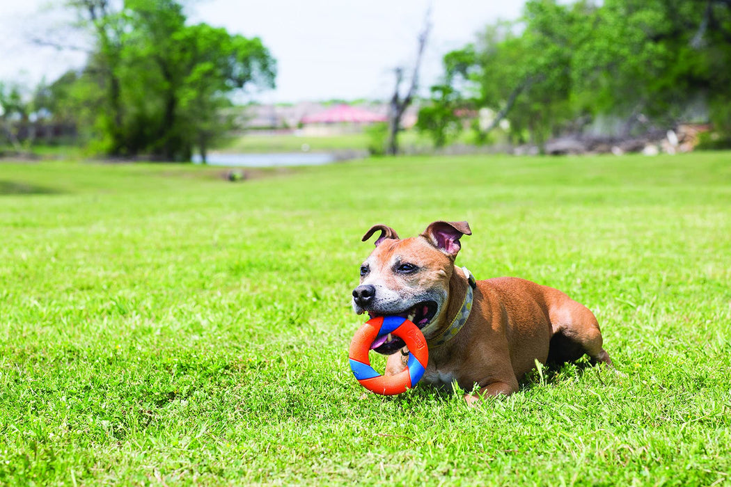 Chuckit! Ultra pierścień gumowa zabawka dla psa pościg i pobieranie zabawa wysoka widoczność trwała zabawka do żucia